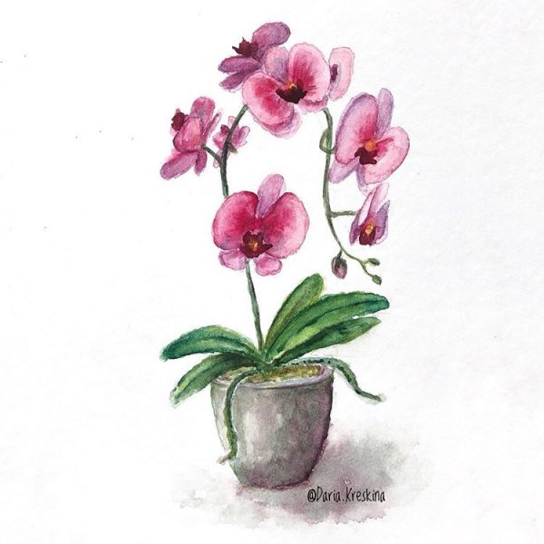 Орхидея спиртовыми маркерами