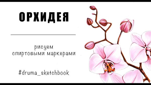 Орхидея рисунок