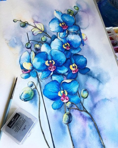 Орхидея рисунок