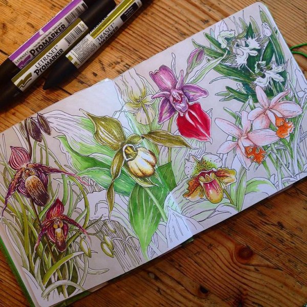 Орхидея спиртовыми маркерами