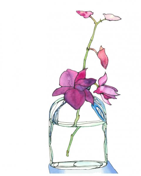 Фаленопсис Ватерколор