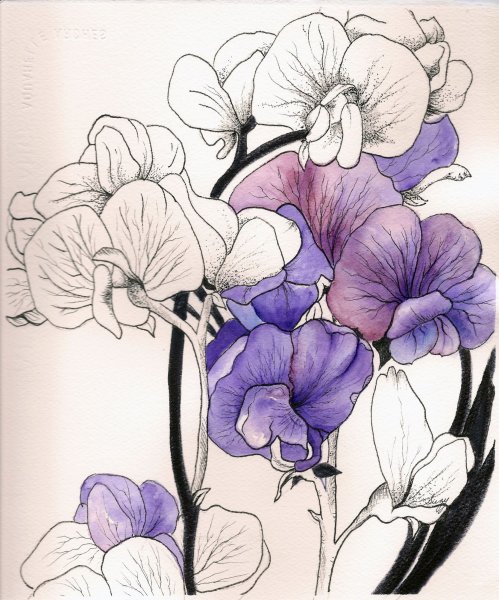 Синие орхидеи акварель