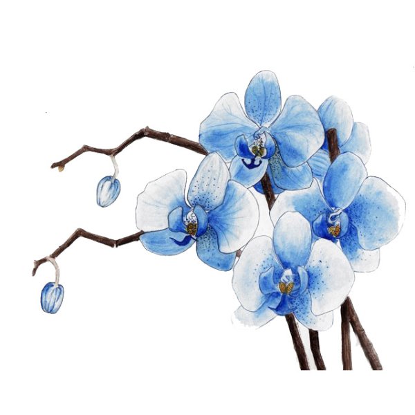 Рисунок цветными карандашами цветы