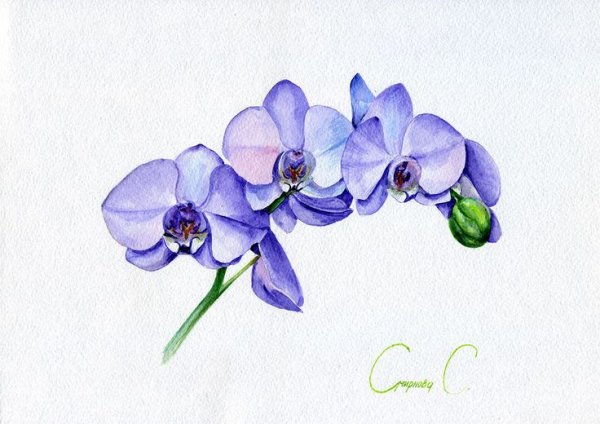 Орхидея стилизация