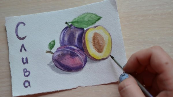 Поэтапное рисование сливы