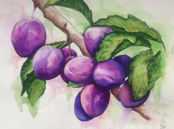 Ветка сливы акварель