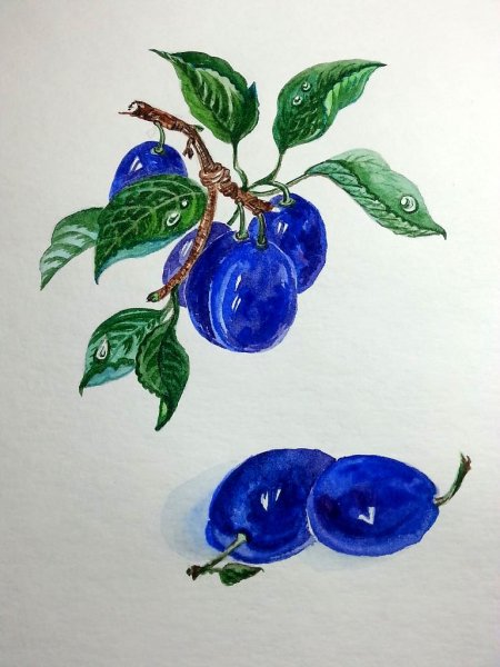 Тропические фрукты акварель