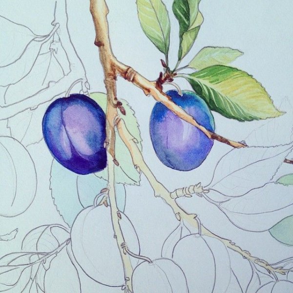 Слива цветным карандашом