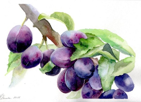 Черника голубика вишня акварель