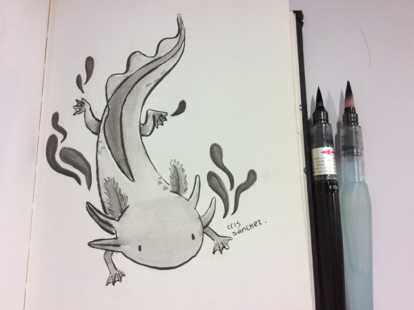 Аксолотль карандашом
