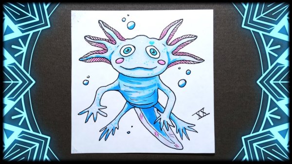 Скелет аксолотля