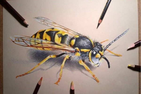 Шершень акварель