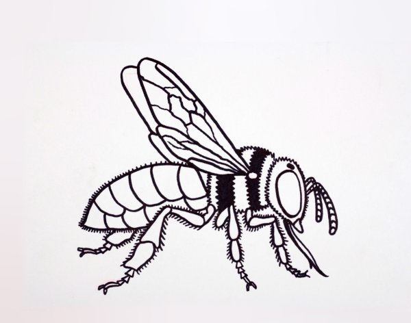 Рисунок пчелы сложный