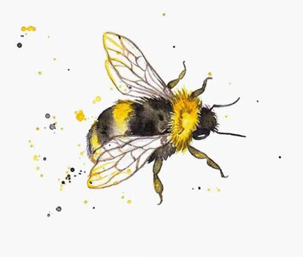Шмель акварелью