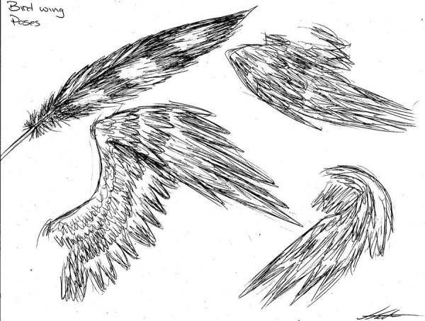 Крылья сбоку референс