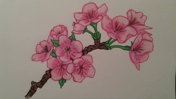Цветы Сакуры карандашом
