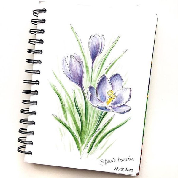 Скетчи цветы крокусы