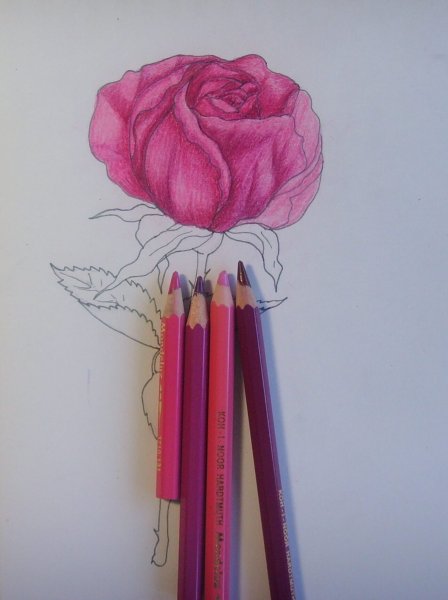 Рисование розы фломастерами