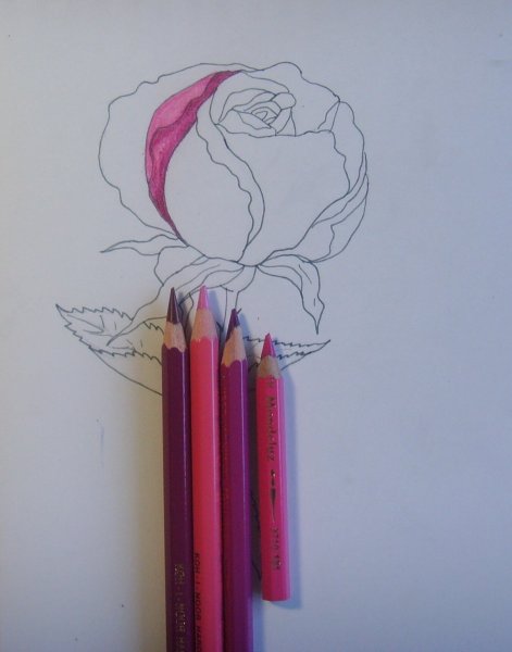 Роза фломастером