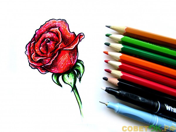 Роза маркерами