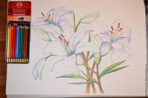 Лилии цветными карандашами