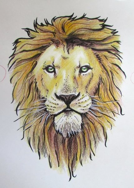 Лев цветными карандашами