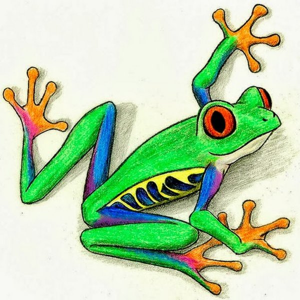 Квакша обыкновенная рисунок