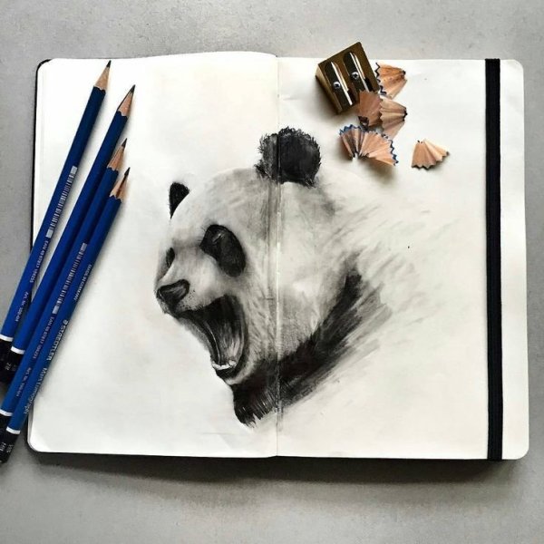 Панда скетч