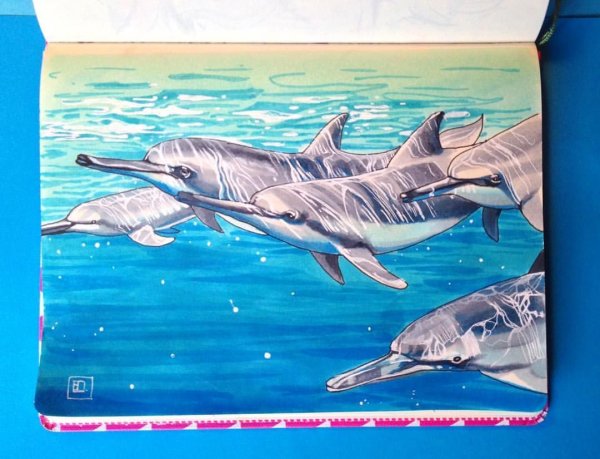 Дельфин скетч маркерами