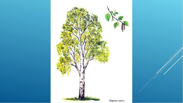Береза карточка для детей