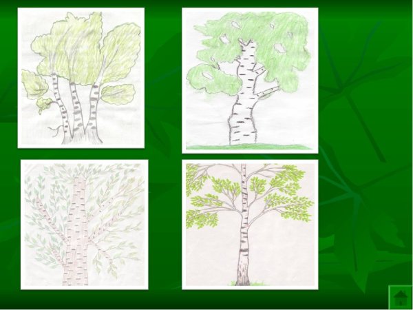 Рисование березы