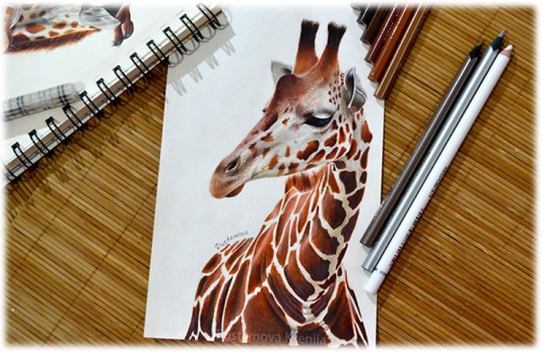 Жираф маркерами