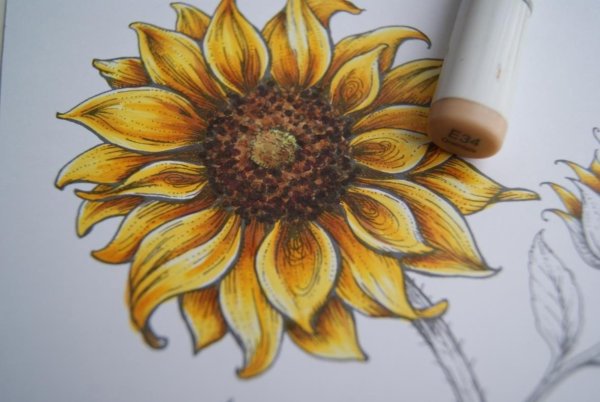 Подсолнух маркерами