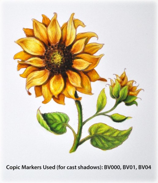 Подсолнух маркерами
