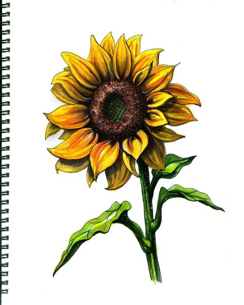 Подсолнухи цветными карандашами