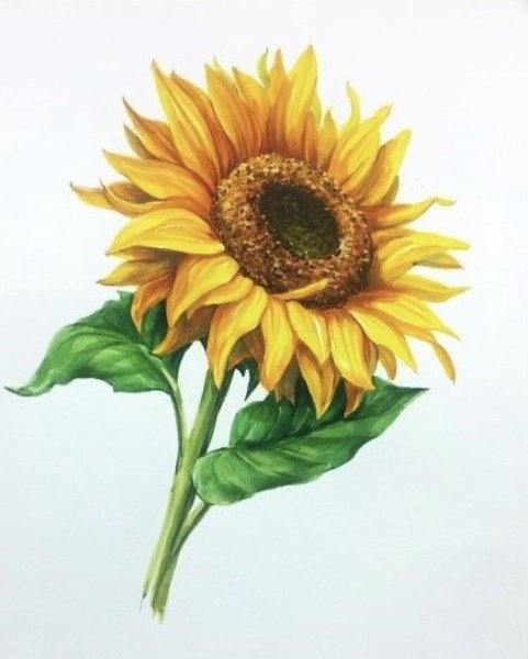 Акварельные карандаши Подсолнухи