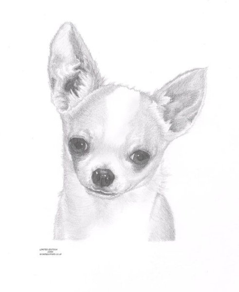 Чихуахуа карандашом