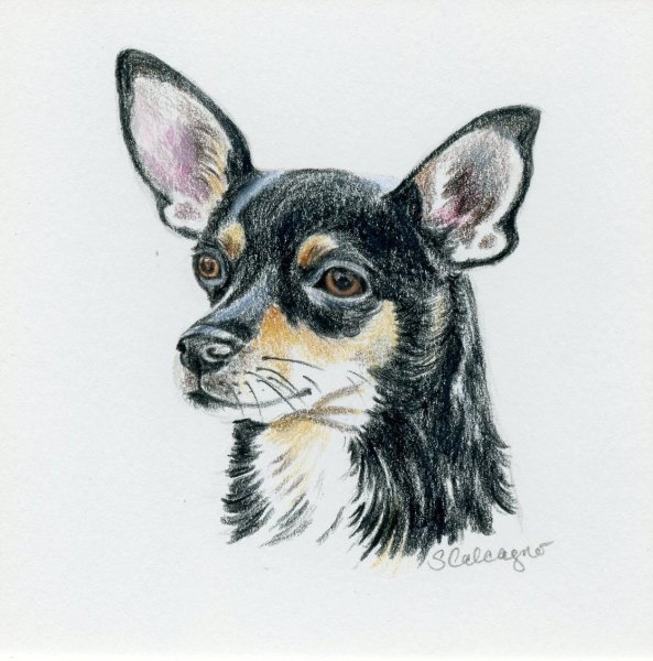 Чихуахуа маркерами