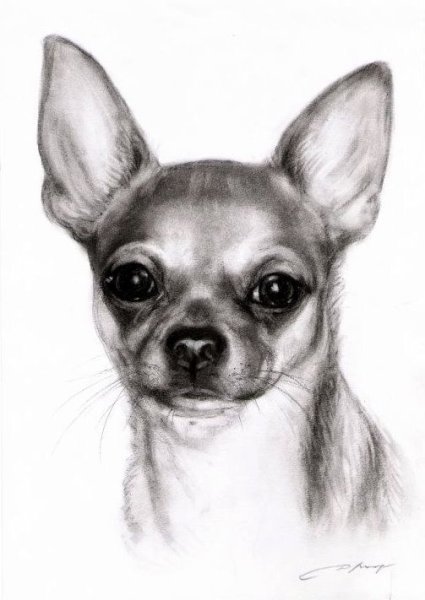 Чихуахуа рисунок карандашом