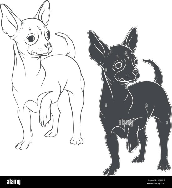 Чихуахуа Векторная Графика