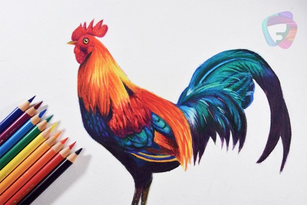 Петух раскрашенный цветными карандашами