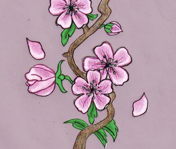 Рисунки для срисовки в цвете