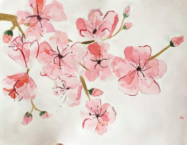 Ветка Сакуры акварель