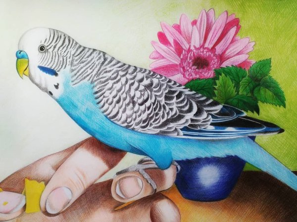 Волнистый попугай рисунок