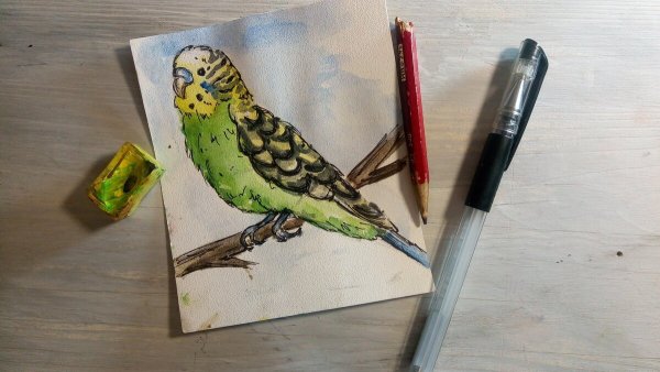 Скетчинг волнистый попугай