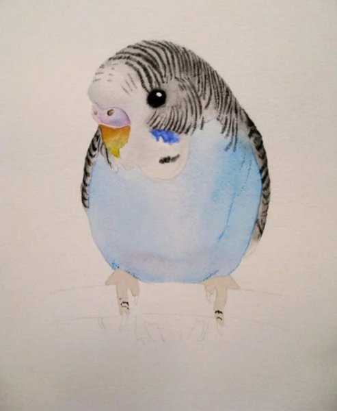 Волнистый попугай рисунок