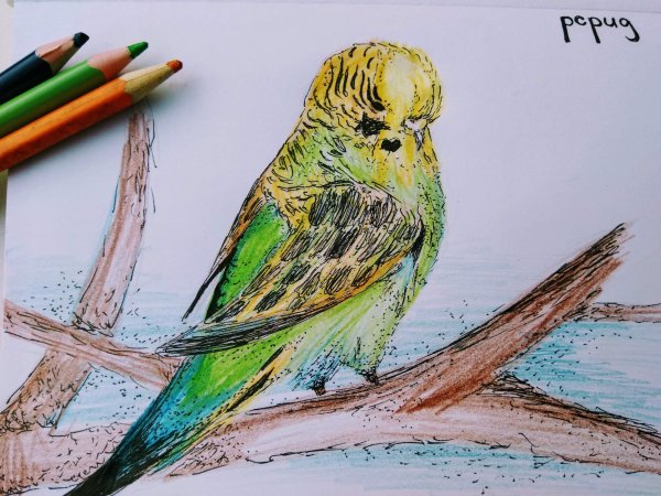 Рисунки фломастерами