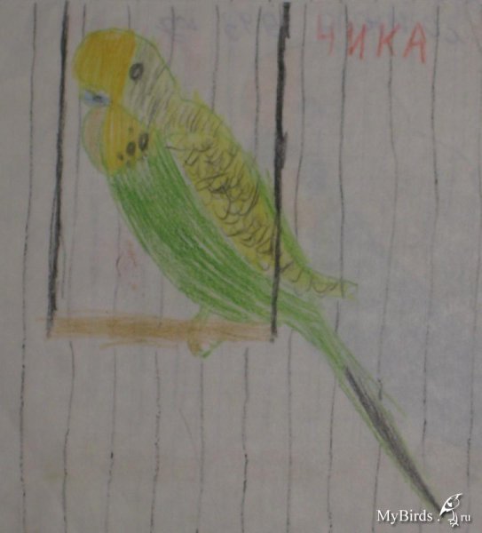 Волнистый попугай рисунок