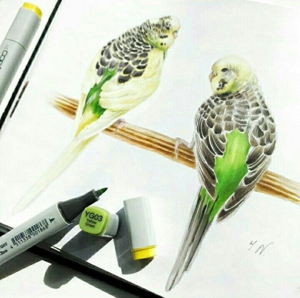 Скетчинг маркерами попугай