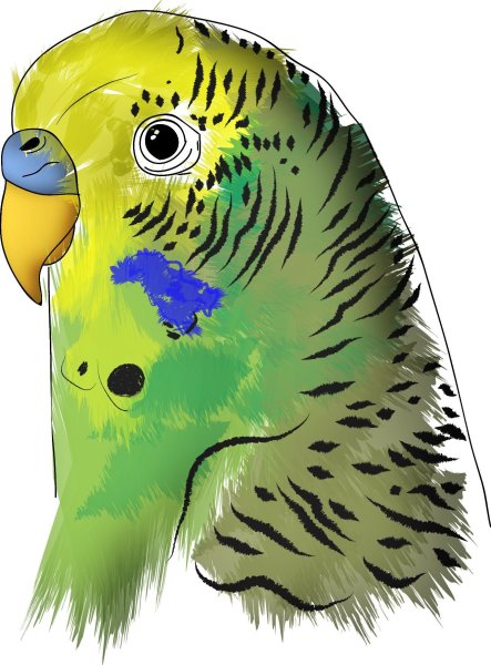Попугай арт